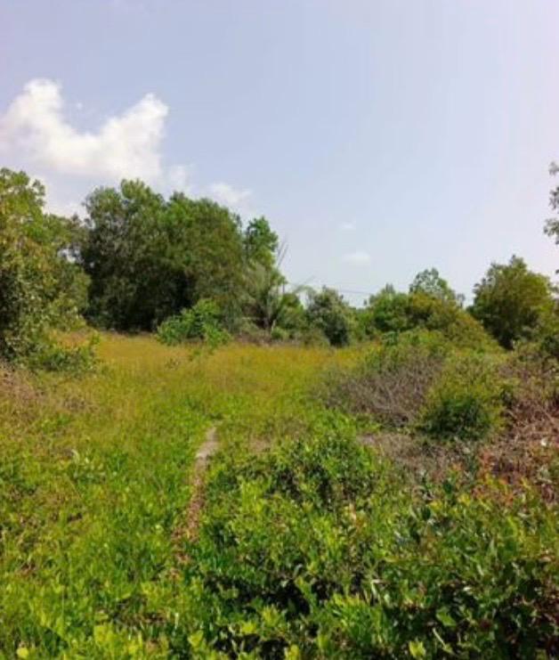 Forêt brute à Ahoutoué